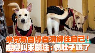 米克斯自導自演綁住自己！　嚶嚶叫求關注：偶肚子餓了｜寵物動物｜戲精｜狗