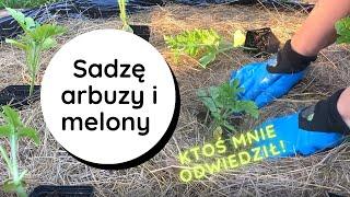 Jak sadzić, uprawiać arbuzy i melony w gruncie, w grządce podwyższonej. Zaskakujące odwiedziny