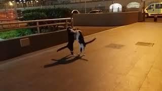 Bari, Felix e Batman: i due gattini della Stazione di Bari