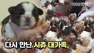 시츄 대가족네 새 생명이 태어났어요 │어바웃펫 About Pet