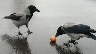 Вороны и завтрак в снегопад / Hooded crows & breakfast in the snow