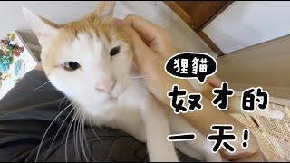 【黃阿瑪的後宮生活】狸貓奴才的一天！