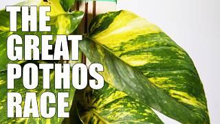 These PLANKS Made My Pothos EXPLODE - THE GREAT POTHOS RACE