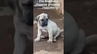 Fila Brasileiro Puppies available  #7550386167  #dog #graspkennels As Faithful As #FilaBrasileiro