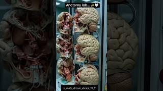 Anotomy Post #video #2025