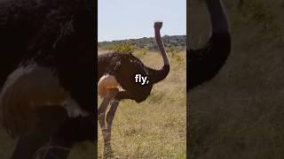 Mind-Blowing Ostrich Facts You Didn't Know!