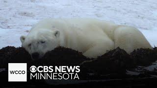 World-famous Canadian polar bears face warming Arctic threat