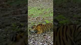 Bengal Tiger: Exploring the Top Predator of the Jungle#BengalTiger#BigCats#Tiger#uk #wild #animals