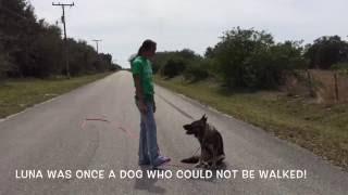 Luna - Off Leash Training | Gulf Coast K9 Dog Training