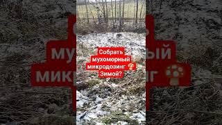 Собрать мухоморный микродозинг ? КарсНео 3 сорта качества #микродозинг #мухомор #микродозингмухомор