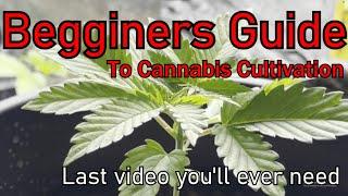 Your Beginners Guide to Starting top Shelf Indoor Cannabis. Seed to Early Veg (Grow Guide Ep1)