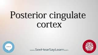 Posterior cingulate cortex   Anatomy of the Brain   SeeHearSayLearn 