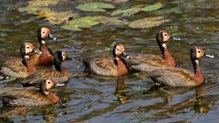 White-faced Whistling Duck call / sound