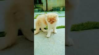 Baby simba vs Now ️.#catlover #catvideo #cute