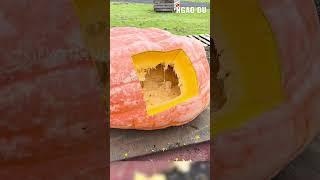 The world's biggest pumpkin  #shorts