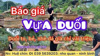 Báo giá Vựa duối từ to đến bé, duối nhè đá, nhiều cây đẹp giá hợp lí: nho quan-ninh bình 039 5639203