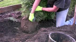 How to plant a Ceder Hedge