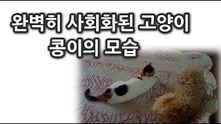 완벽히 사회화 된 이슈브레이커의 고양이 콩이!