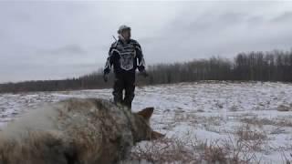 Coyote Hunting Sako 204 Ruger Awesome Kill Shot!!