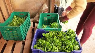 Les Potagers de Bafou vue de l'intérieur