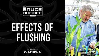 Bruce Bugbee Series – Effects of Flushing