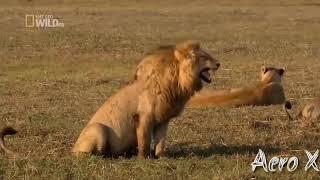 Lion Laughing | Funny GIF Video Clip | Dark Devil |