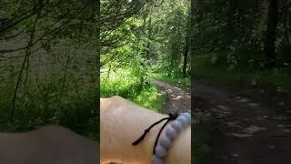 #Shorts early summer hike in New Jersey Six Mile Run park - Red and White Trail #hike #newjersey