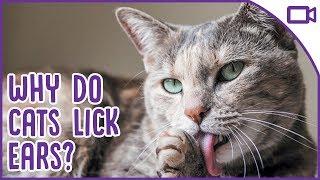 Why Do Cats Lick Your Ears?! Strange Cat Behaviours Explained