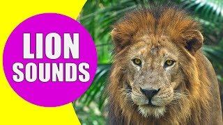 LION SOUNDS for Kids - Learn Roaring, Growling and Purring Sound Effects of Lions