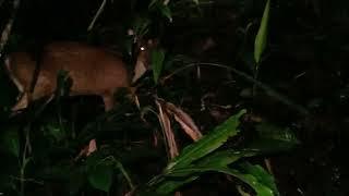 Night hunting in Bario's jungle.