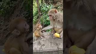 Cute baby monkey, funny monkey, Chinese monkey SY62