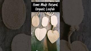 DIY Loofah - Natural Organic Home made from sponge gourd  #horticulture #satisfying #organicfarming