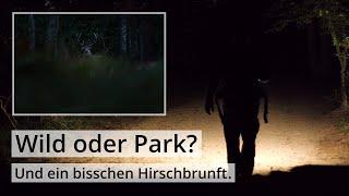 Naturfotografie: WILD oder PARK? Und mein bisher bestes Foto der HIRSCHBRUNFT.