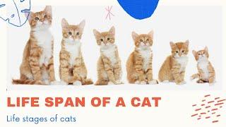 Life Span Of a CAT|Life Stages |Meetme