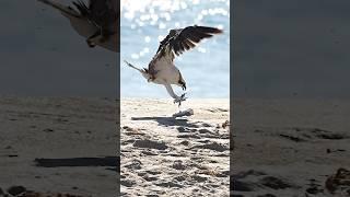 Crazy Osprey grabs a huge dead fish from land. #bird #wildlife