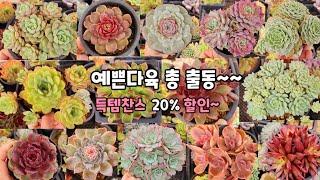 10월 11일️예쁜다육 총 출동~득템찬스~20%할인~~ #다육판매#다육식물#Korean succulent plants #多肉植物 #특가다육#숨막히게예쁜다육#다육농장#가을다육