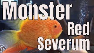 Monster Red Severum - BIGGEST SEVERUM CICHLID ON YOUTUBE! #fishfam