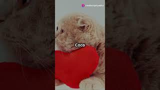 Coco the Blind Cat's Inspiring Journey #inspiration #shorts #pets #cats #trending #motivation #love