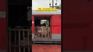 Pigs  are carried in Train Kanniyakumari-Dibrugarh Vivek Exp