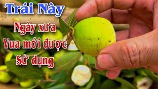 Trái này Ngày Xưa Chỉ Vua mới được dùng, giúp khỏe như Trâu Cổ . PHAN HẢI Channel