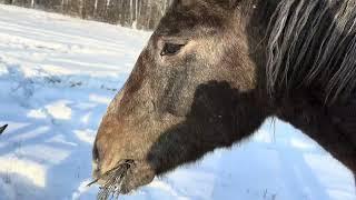 Тяжеловозы на тебеневке !!!