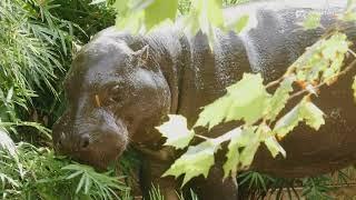 Houston Zoo Welcomes Male Pygmy Hippo