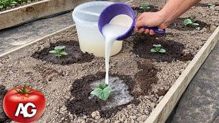 Cucumbers will grow in a moment! Just pour this over the cucumber shoots!