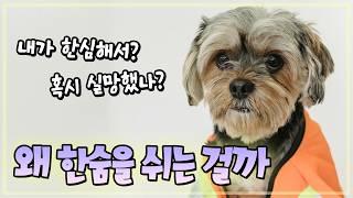 강아지가 왜 한숨을 쉴까?