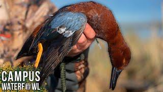 Cinnamon Teal to end the 2023 Duck Hunting Season at a California Refuge