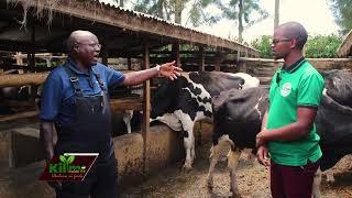 40+ Litres per day per cow. Feeding Guide with Kenyan/USA Farmer.DAIRY FARMING