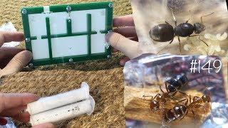 Опять что-то прислали   Lasius neglectus