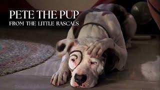 Petey the Pitbull Pup: The Iconic Star of the Little Rascals