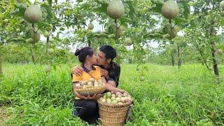 Harvesting passion fruit garden, taking care of mint garden, daily life | Trieu Thi Lai