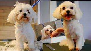 Groom Maltese with me - PetGroooming